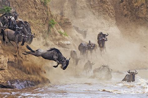 Digital Safari: Who are the major predators that feed on wildebeest? - CGTN