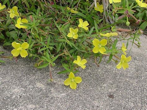 Plantfiles Pictures Ludwigia Species Mexican Primrose Willow Shrubby