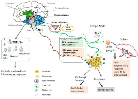 Biomolecules Free Full Text Carcinogenesis And Metastasis Focus On