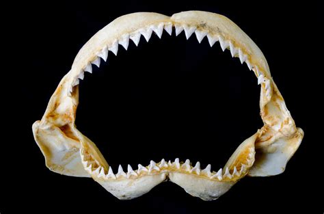 Shark Teeth - Save Our Seas Foundation
