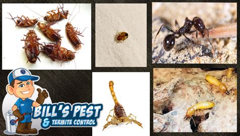 Exterminator Termites Service At Bills Pest Termite Control