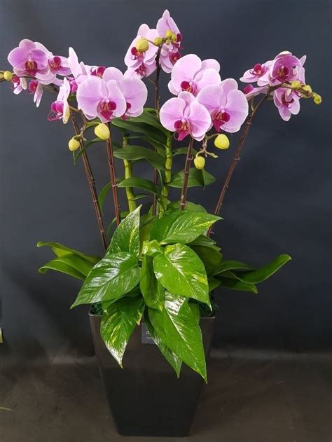 Purple Orchids In A Black Pot With Green Leaves