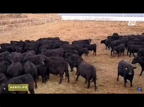 Ангус тұқымының артықшылығы неде? | AgroLife - YouTube