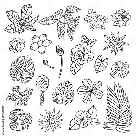 Tropical Flowers And Plants Outline Set Hand Drawn Illustrations With