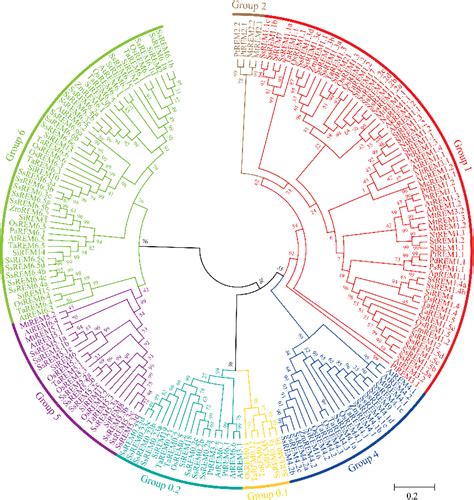 Figure 1 from Identi ﬁ cation and characterization of the Remorin gene