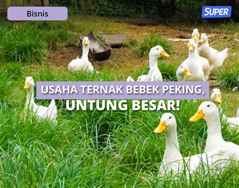 Ternak Bebek Peking Berkualitas, Peluang Usaha Dapetin Uang