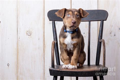 Cute Puppy dog on a high chair Photograph by Edward Fielding - Fine Art America