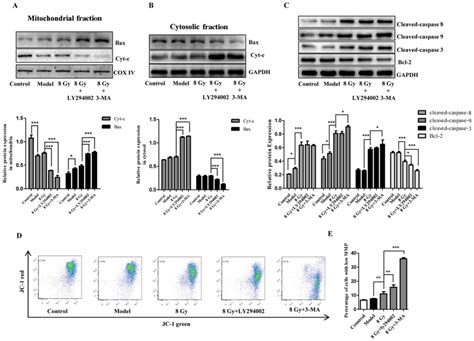 Autophagy Inhibition Enhances Radiosensitivity Of Eca‑109 Cells Via The