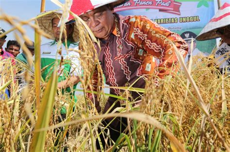 Surplus Beras Kalsel Jadi Penyangga Pangan Nasional