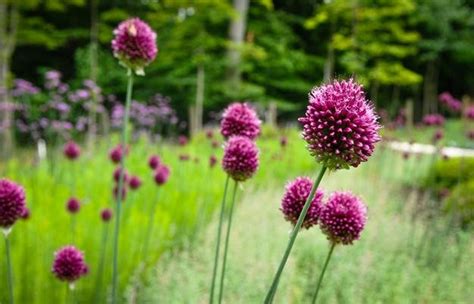 Dazzling Drumstick Alliums | Garden Design