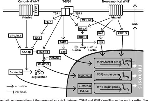 Figure 1 From Crosstalk Between The Tgf β And Wnt Signalling Pathways