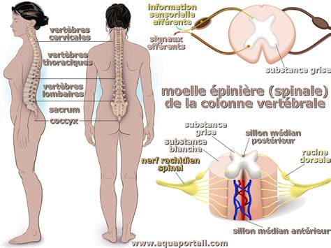 Moelle épinière définition et explications