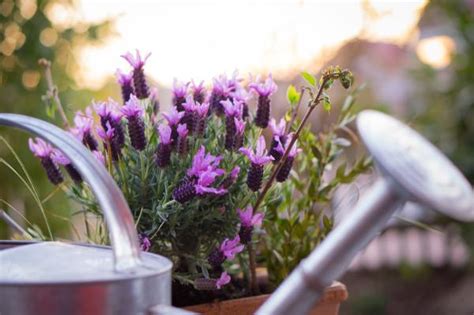 C Mo Cuidar La Lavanda Casa Invierno Y Maceta Pasos