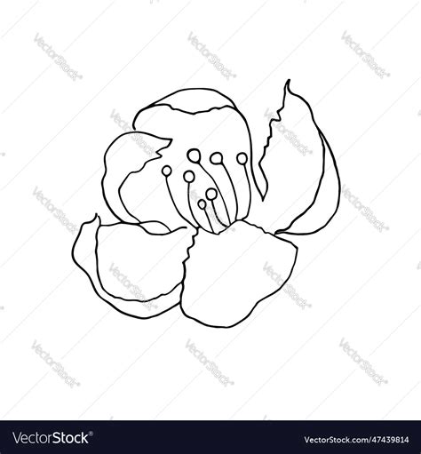 Cherry Flower Hand Drawn Line Art Royalty Free Vector Image