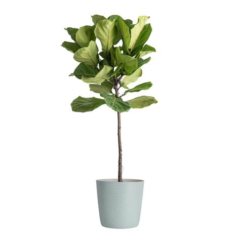 Reviews For Costa Farms Fiddle Leaf Fig Indoor Plant In 10 In Green