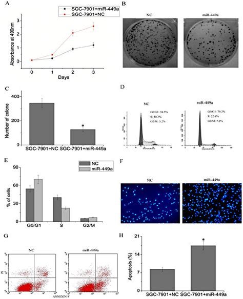 Mir 449a Suppresses Growth And Promotes Apoptosis In Sgc 7901 Cells A