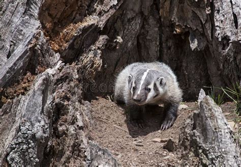 North American Badger stock photo. Image of carnivore - 9018596