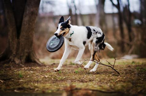 Top Frisbee-Ready Dog Breeds: A Comprehensive Guide – Dog Ranko