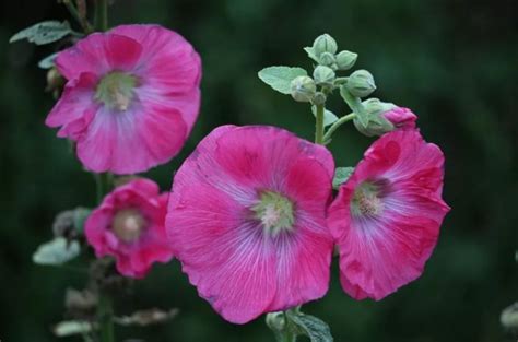 Como Plantar Malva Horta Em Casa