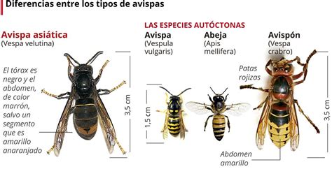 Diferenciar Abejas Y Avispas Recogida De Abejas