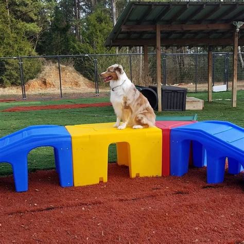 dog play yard ideas - Mitchel Mcfarland