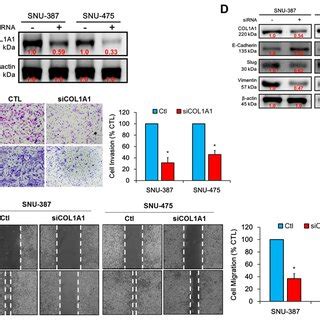 Knockdown Of COL1A1 Suppressed HCC Cell Migration And Invasion Through