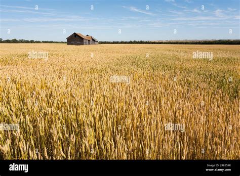 A Wheat Field And An Abandoned House On The Prairie Of Saskatchewan