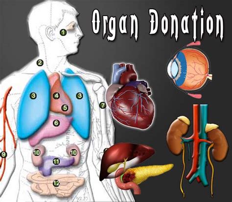 Organs Organ India Ngos In Organ Donation