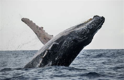 Nuquí Chocó el destino que eligen las ballenas jorobadas en Colombia