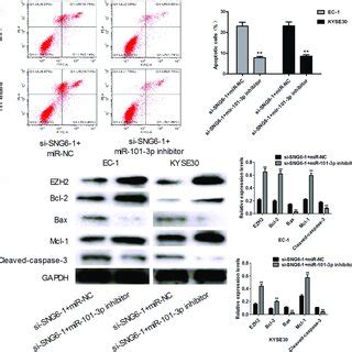 Inhibiting MiR 101 3p Reverses The Effects Of SNHG6 Knockdown In ESCC