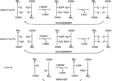 Peroxidase Catalytic Mechanisms Of Peroxiredoxin Prx All Of The