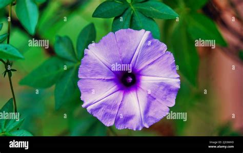 Fresh Purple Flower Of Ipomoea Ipomoea Nil Is A Species Of Ipomoea