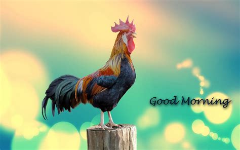 Rooster Wallpaper (61+ pictures) - WallpaperSet