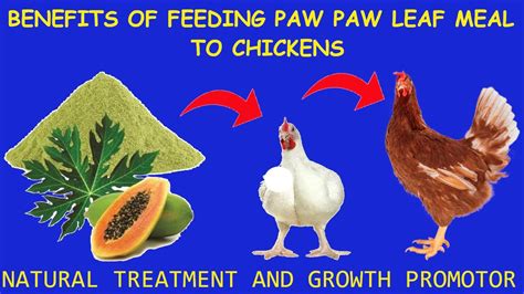 10 Benefits Of Adding Pawpaw Leaf Meal Into Chickens Feedpawpaw