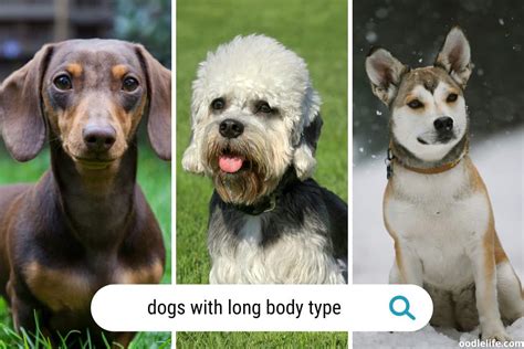 7 Coolest Breeds Of Dogs With Long Body Type (Photos) - Oodle Life