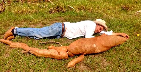 Agricultor Colhe Mandioca Gigante Em Propriedade Rural De Ibitinga