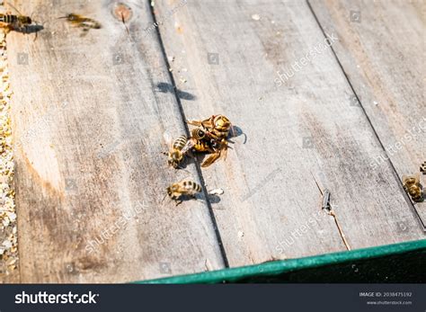 Bees Kill Giant Hornet Heat Near Stock Photo 2038475192 Shutterstock