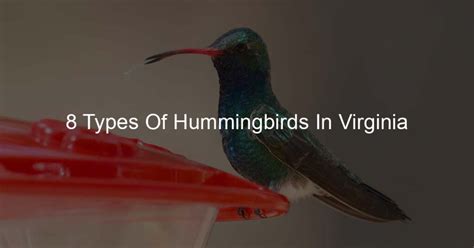 8 Types Of Hummingbirds In Virginia