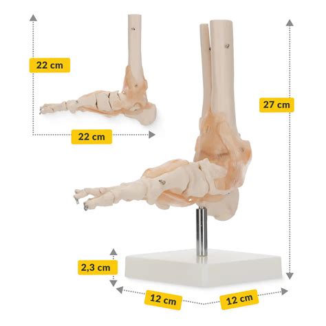 Model anatomiczny stawu skokowego z więzadłami w skali 1 1 LIFE SIZE