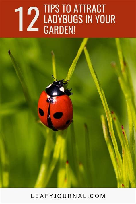 A Ladybug Sitting On Top Of Green Grass With The Text Tips To