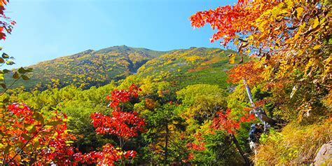 What Trees Have the Best Autumn Colors in Japan - WAttention.com