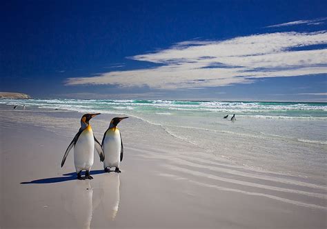 Where Do Penguins Live? - WorldAtlas