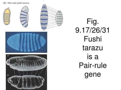 Ppt Bio Embryology Lecture Drosophila Body Plan Powerpoint