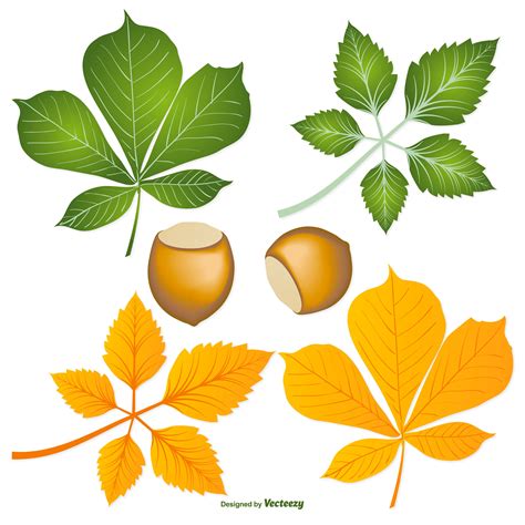 Buckeye Leaves and Nuts 170788 Vector Art at Vecteezy