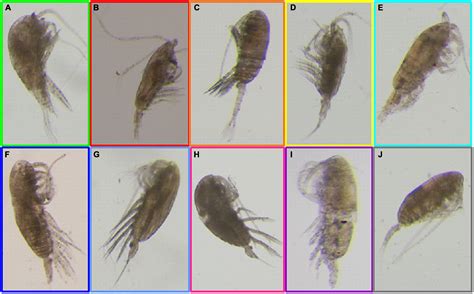 Calanoid Copepods