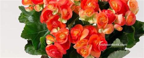 Orange Begonia - Complete Plant Care & Growing Guide For Beginners ...