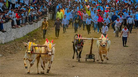 शिंदेवाडी मलठण १ नंफायनल सुलतान हरण्या ब्रिजेशशेठ धुमाळ