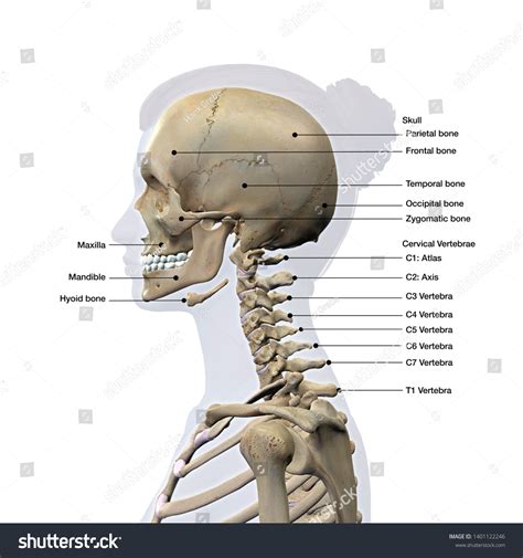 Skull Cervical Spine Lateral View Labeled Stock Illustration