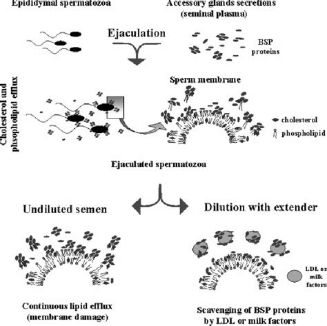 Mechanism Of Sperm Protection By Egg Yolk EY And Milk Modified From