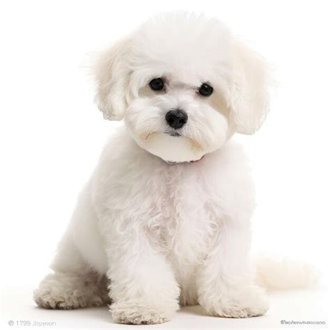 Bichon Fris Perro 4k Fondo Blanco Foto Premium